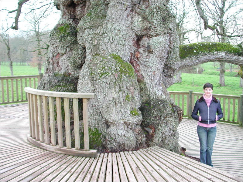 [Arbre multi seculaire.jpg]