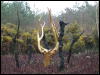 [Broceliande Arbre D'or]