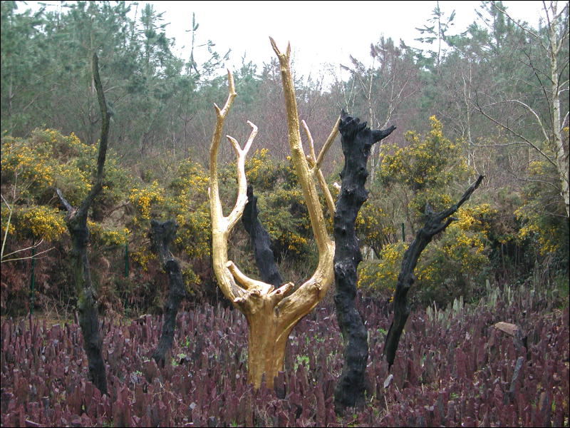 [Broceliande Arbre D'or.jpg]