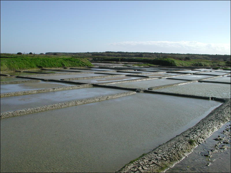 [Marais Salants2.jpg]