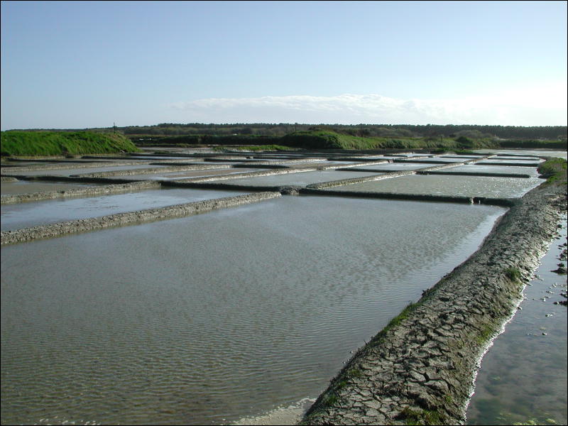 [Marais Salants.jpg]